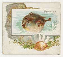 Blowfish, from Fish from American Waters series (N39) for Allen & Ginter Cigarettes, 1889. Creator: Allen & Ginter