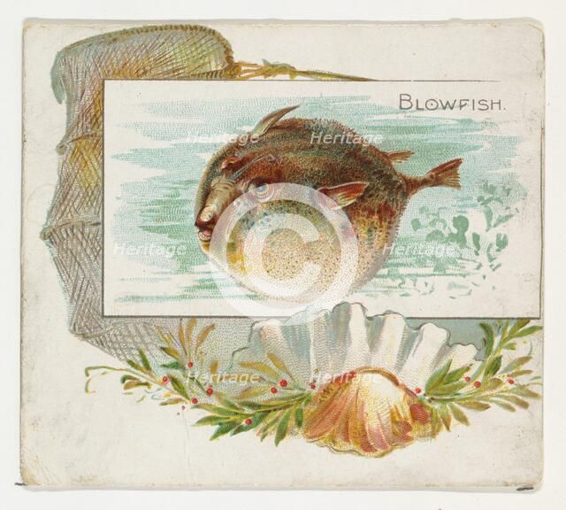 Blowfish, from Fish from American Waters series (N39) for Allen & Ginter Cigarettes, 1889. Creator: Allen & Ginter.