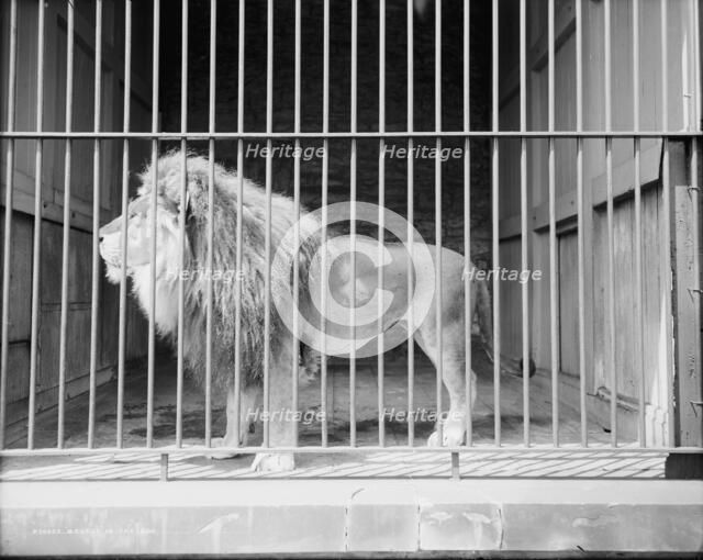 Brutus in the zoo, c1907. Creator: Unknown.