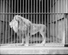 Brutus in the zoo, c1907. Creator: Unknown