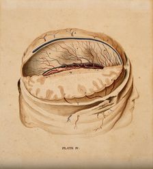 Brain: dissection showing a section of the right hemisphere, 1820-1827. Creator: William Home Lizars