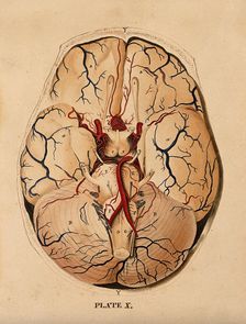 Brain: dissection showing the base of the brain, 1820-1827. Creator: William Home Lizars