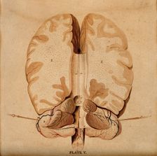Brain: horizontal section, 1820-1827. Creator: William Home Lizars