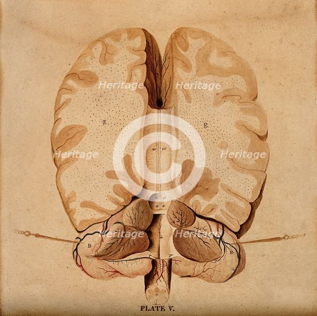 Brain: horizontal section, 1820-1827. Creator: William Home Lizars.