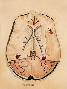Brain: horizontal section, 1820-1827. Creator: William Home Lizars