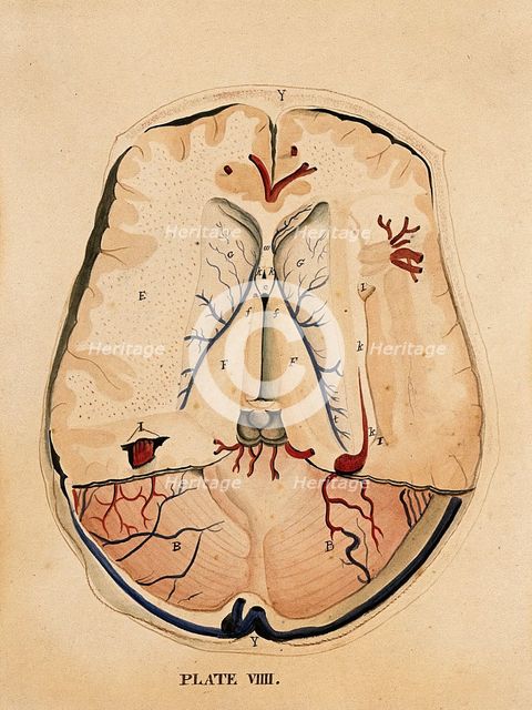 Brain: horizontal section, 1820-1827. Creator: William Home Lizars.