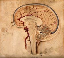 Brain: lateral section, 1820-1827. Creator: William Home Lizars