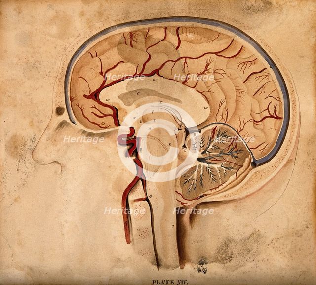 Brain: lateral section, 1820-1827. Creator: William Home Lizars.