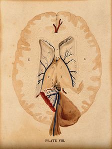Brain: seven figures illustrating various portions, including cross-section of..., 1820-1827. Creator: William Home Lizars