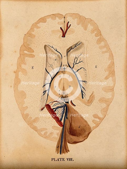 Brain: seven figures illustrating various portions, including cross-section of..., 1820-1827. Creator: William Home Lizars.