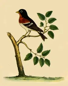 Brambling 1738, (1942). Creator: Eleazar Albin