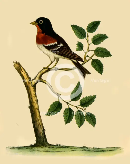 'Brambling', 1738, (1942).  Creator: Eleazar Albin.