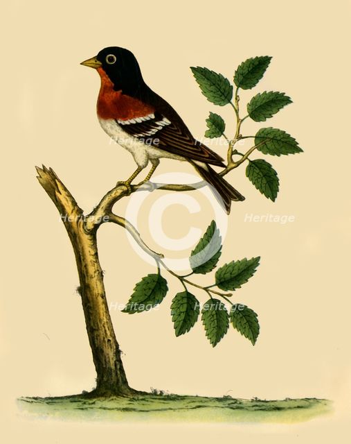 'Brambling', 1738, (1942).  Creator: Eleazar Albin.
