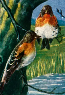 Bramblings, c1928. Creator: Unknown