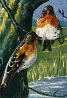 Bramblings, c1928. Creator: Unknown