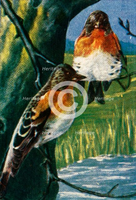 Bramblings, c1928. Creator: Unknown.