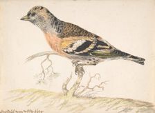 Bramling (Fringilla Montifringilla), 1679. Creator: Gerardus van Veen