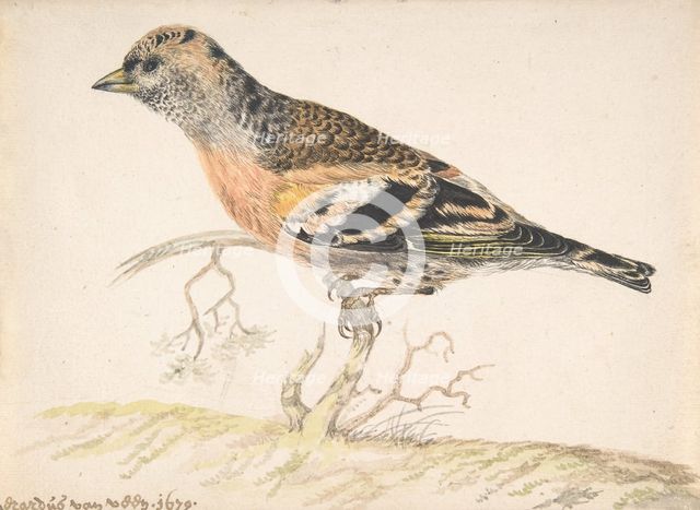 Bramling (Fringilla Montifringilla), 1679. Creator: Gerardus van Veen.