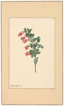 Branch of a barberry, c.1775-c.1825. Creator: Willem van Leen