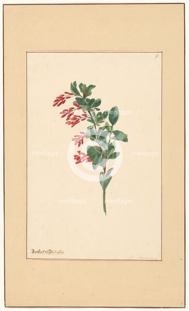 Branch of a barberry, c.1775-c.1825.  Creator: Willem van Leen.