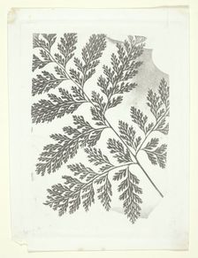 Branch of a Fern, c. 1853/58. Creator: William Henry Fox Talbot