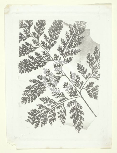 Branch of a Fern, c. 1853/58. Creator: William Henry Fox Talbot.
