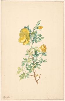 Branch of a yellow rose (rosa lutea), c.1775-c.1825. Creator: Willem van Leen