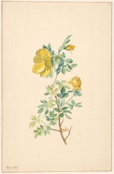 Branch of a yellow rose (rosa lutea), c.1775-c.1825. Creator: Willem van Leen