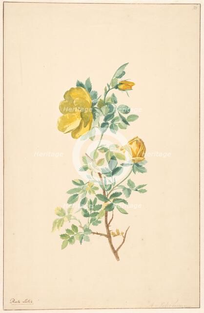 Branch of a yellow rose (rosa lutea), c.1775-c.1825. Creator: Willem van Leen.