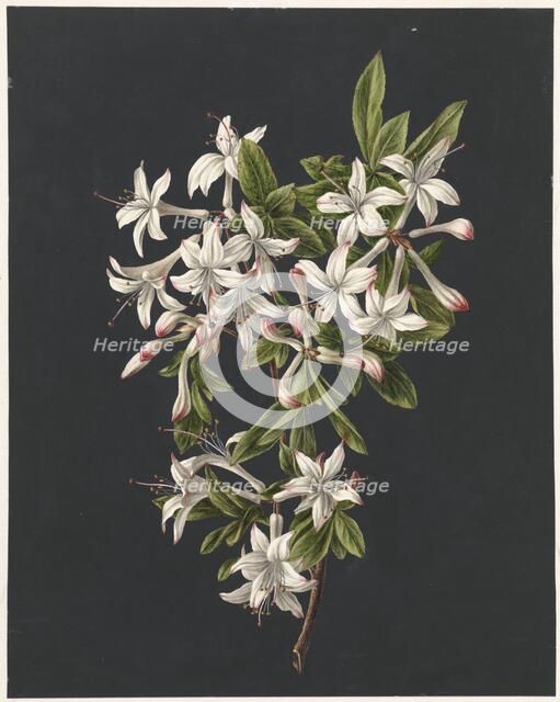 Branch of Azaleas in Bloom, 1831. Creator: M. de Gijselaar.