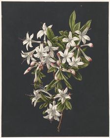 Branch of Azaleas in Bloom, 1831. Creator: M. de Gijselaar