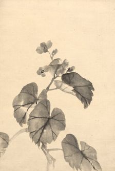 Branch of Begonia in Bloom. Creator: Kono Bairei (Japanese, 1844-1895)