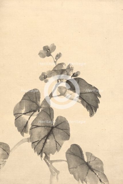 Branch of Begonia in Bloom. Creator: Kono Bairei (Japanese, 1844-1895).