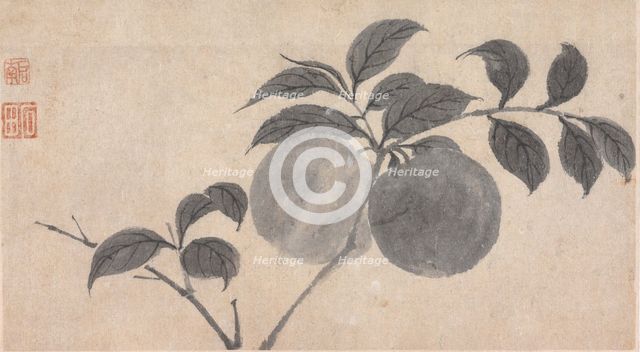 Branch of Fruit Bearing Tree, unknown date, c1450-1509. Creator: Shen Zhou.
