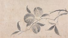 Branch of Fruit Bearing Tree, unknown date, c1450-1509. Creator: Shen Zhou