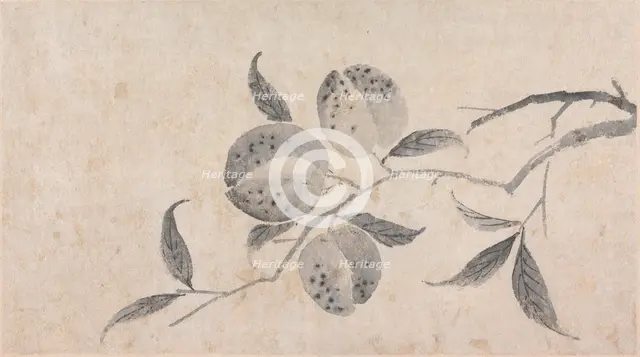 Branch of Fruit Bearing Tree, unknown date, c1450-1509. Creator: Shen Zhou.