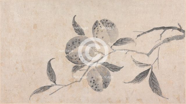 Branch of Fruit Bearing Tree, unknown date, c1450-1509. Creator: Shen Zhou.