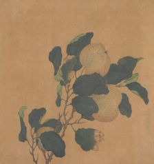 Branch of Tree with Fruit. Creator: Unknown