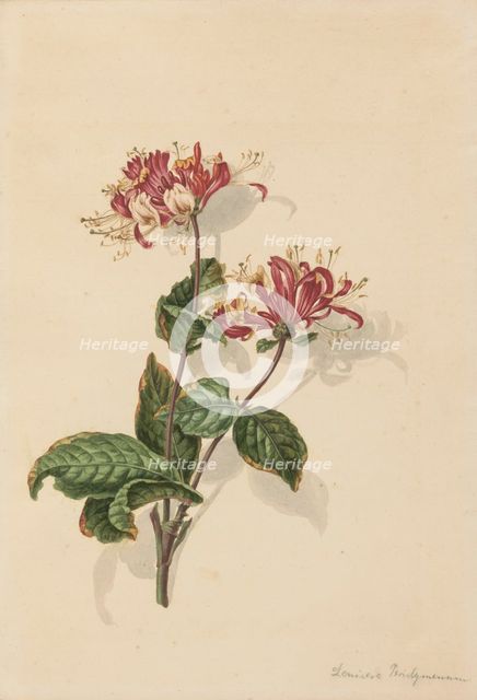 Branch wild honeysuckle (Lonicera periclymenum), 1750-1811. Creator: Bernhard Heinrich Thier.