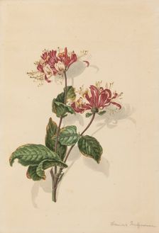 Branch wild honeysuckle (Lonicera periclymenum), 1750-1811. Creator: Bernhard Heinrich Thier