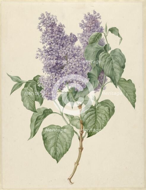 Branch with purple lilacs, 1786-1838. Creator: Maria Geertruida Snabilie.