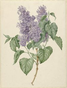 Branch with purple lilacs, 1786-1838. Creator: Maria Geertruida Snabilie