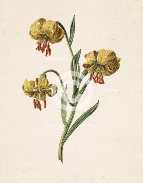 Branch with three yellow lilies, 1834. Creator: M. de Gijselaar.