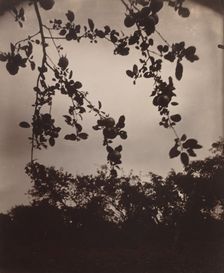 Branche de pommier, 1922/1923. Creator: Eugene Atget