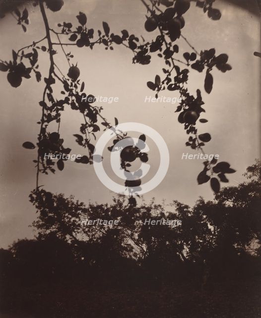 Branche de pommier, 1922/1923. Creator: Eugene Atget.