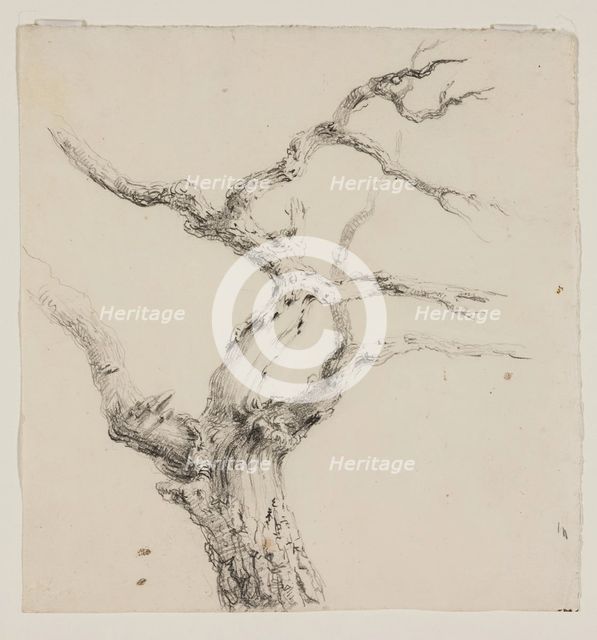 Branches of a Tree, c1830s. Creator: Thomas Cole.