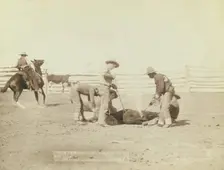 Branding calves on roundup, 1888. Creator: John C. H. Grabill