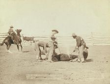 Branding calves on roundup, 1888. Creator: John C. H. Grabill