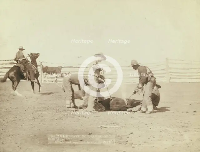 Branding calves on roundup, 1888. Creator: John C. H. Grabill.