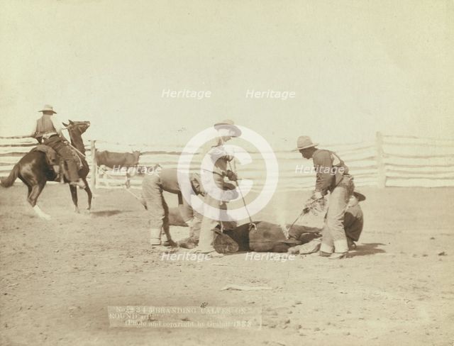 Branding calves on roundup, 1888. Creator: John C. H. Grabill.